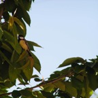 13 Carbonera_1