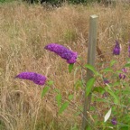 16 Buddleia_1