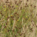 3 Junco_1