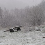 14 old wagon in snow_1