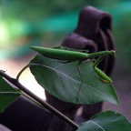 23 praying mantis_1