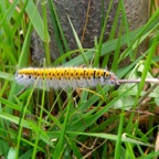 27 larva_2