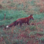 9 morning hunt_2_2