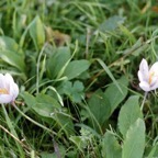 6 spring flowers_2